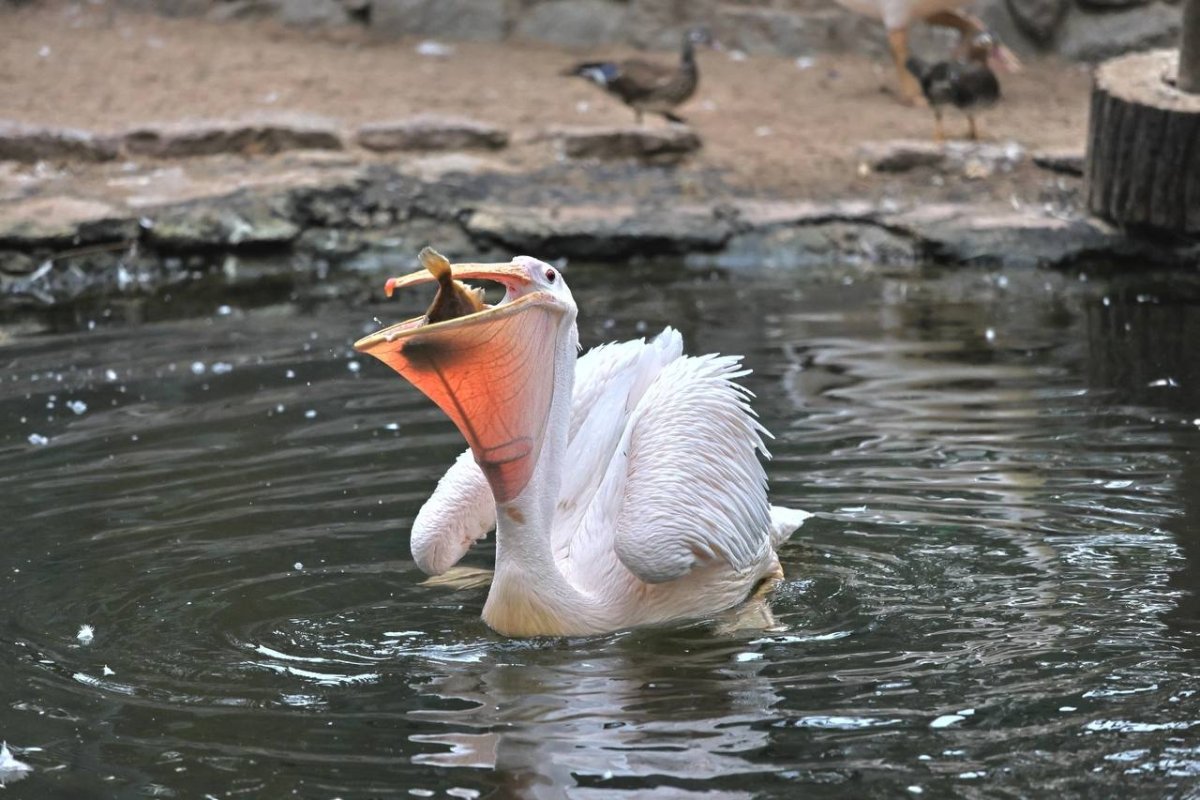 Пеликан питается