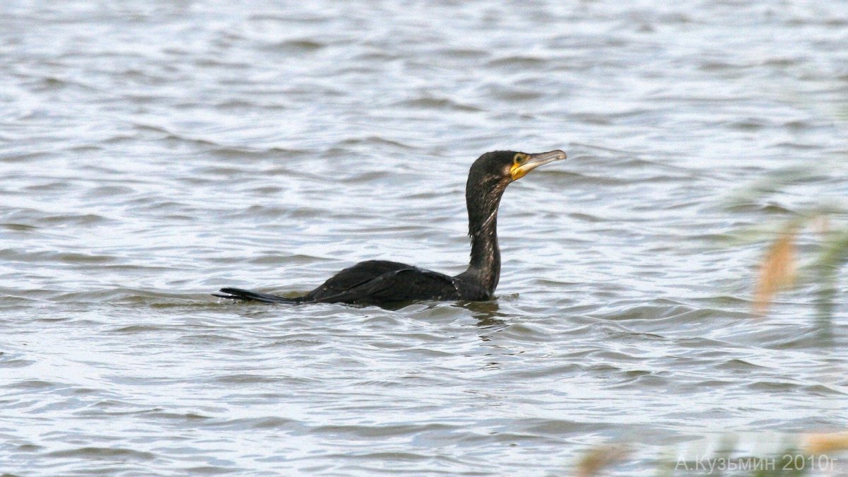 Бакланы на Волге