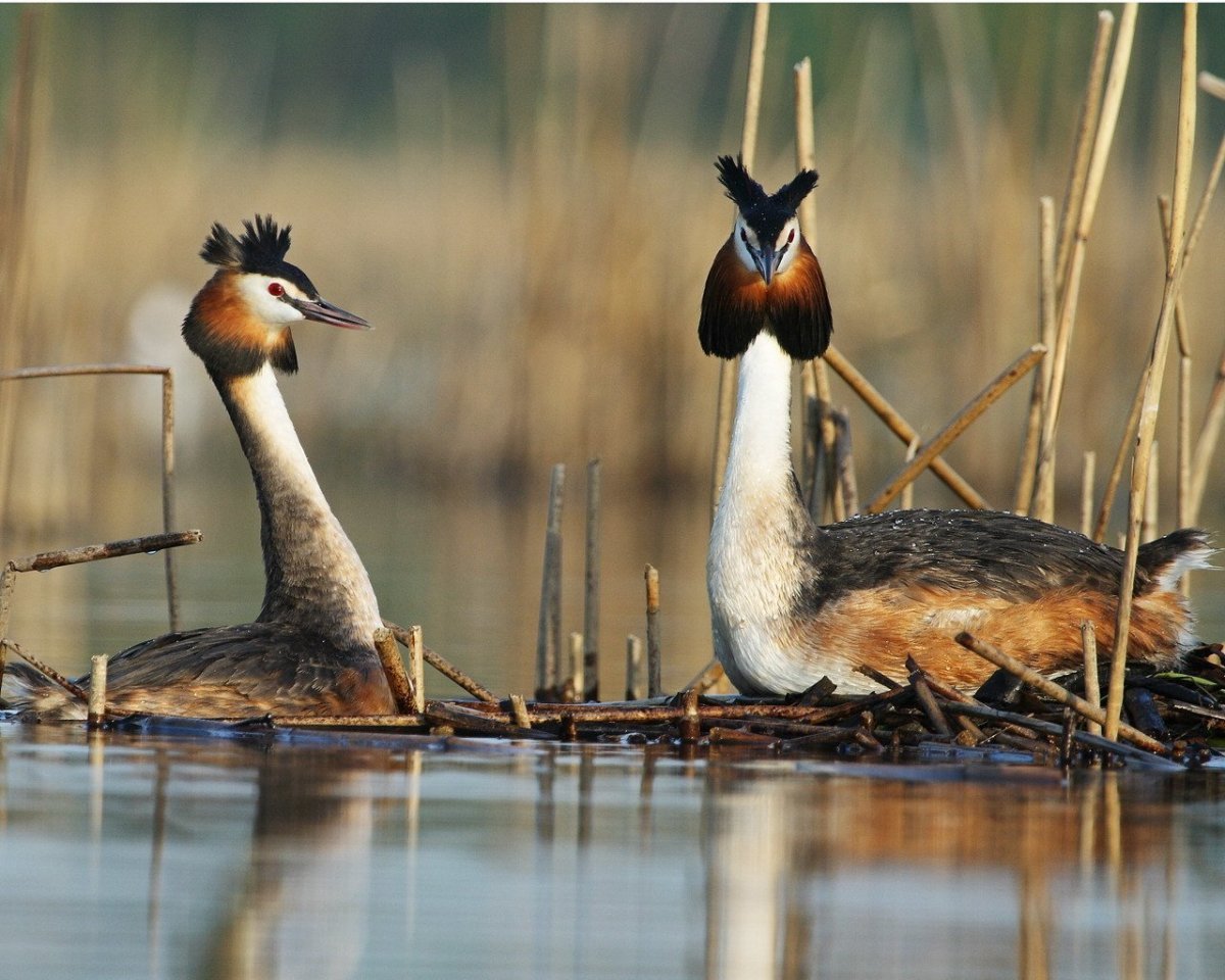 Утка поганка чомга