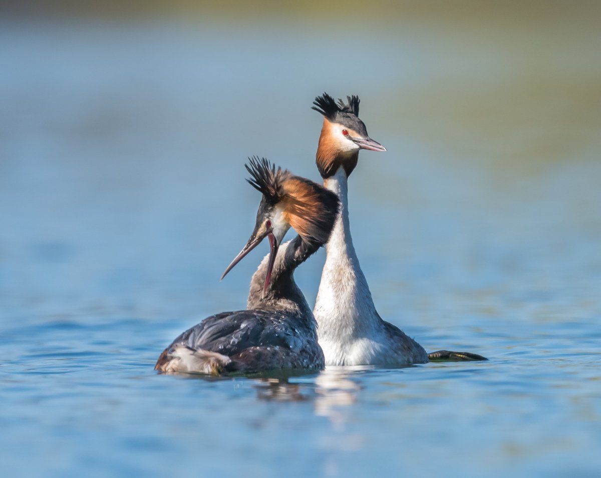 Утка нырок чомга