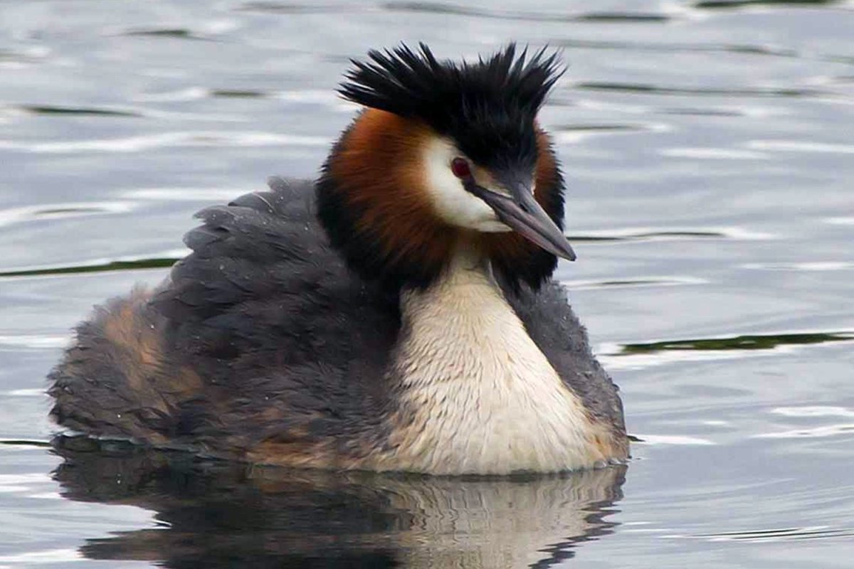 Птица чомга большая поганка