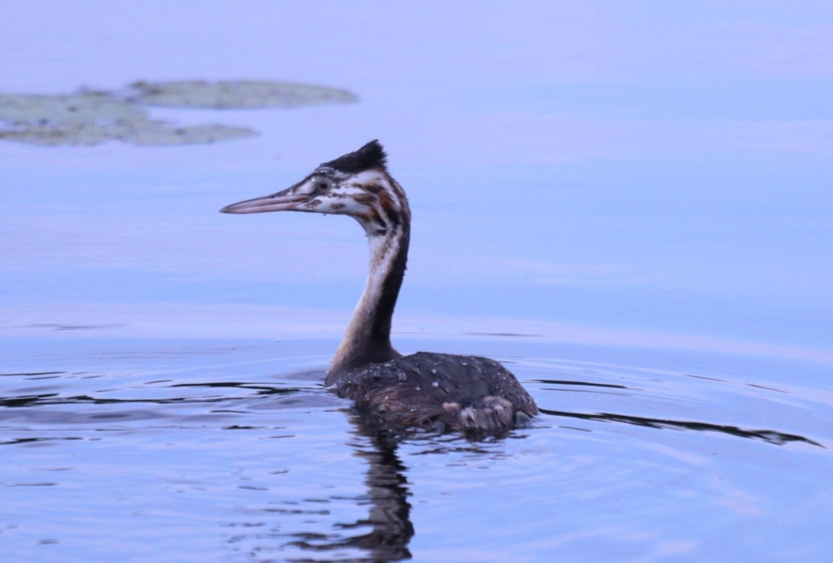 Нырок поганка