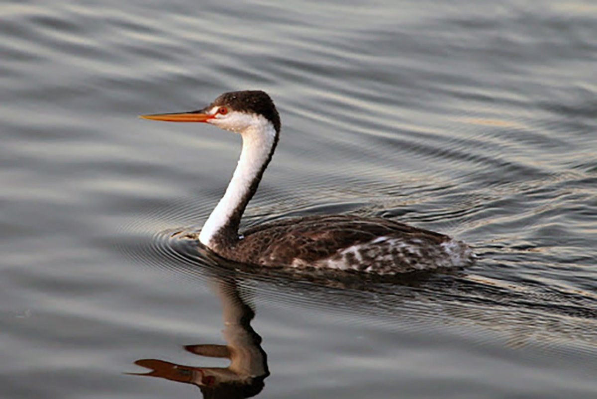 Поганка Кларка птица