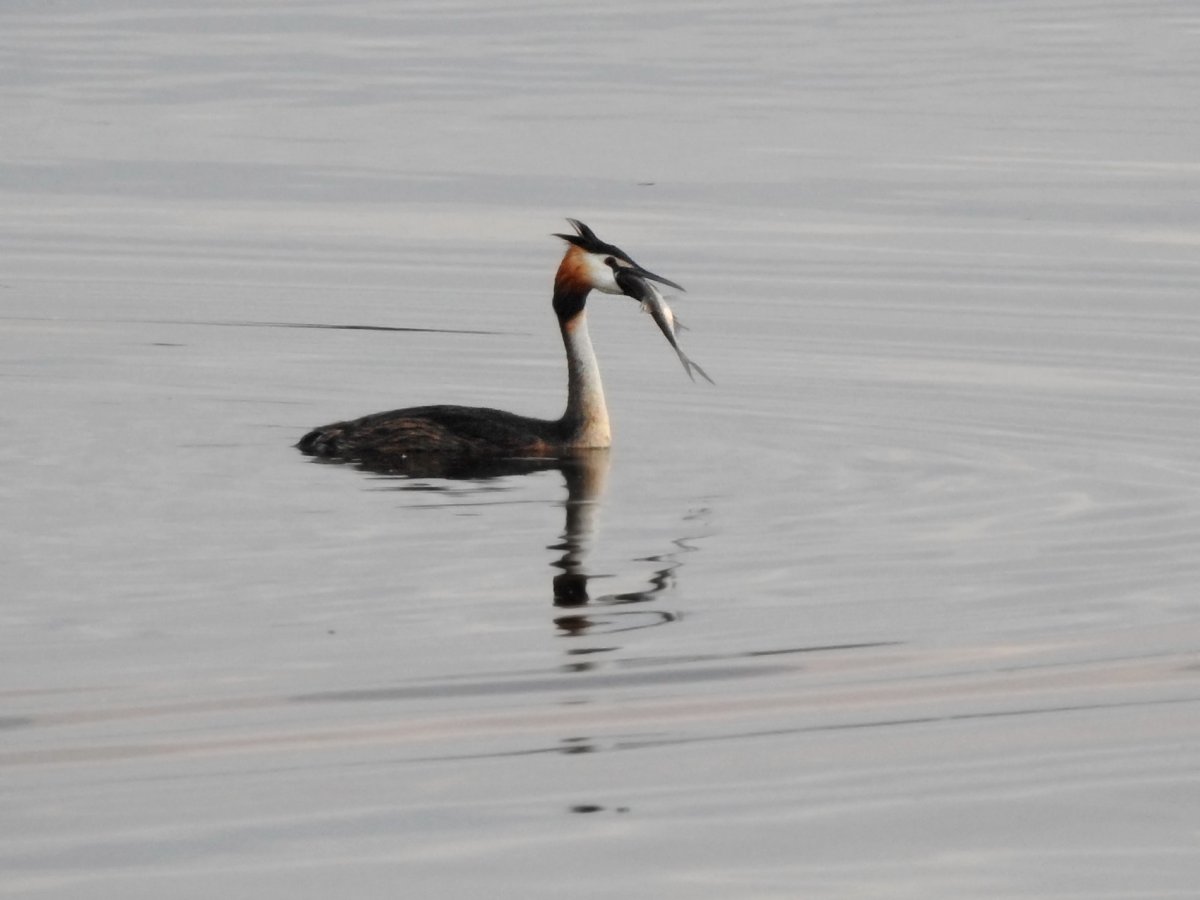 Чомга птица