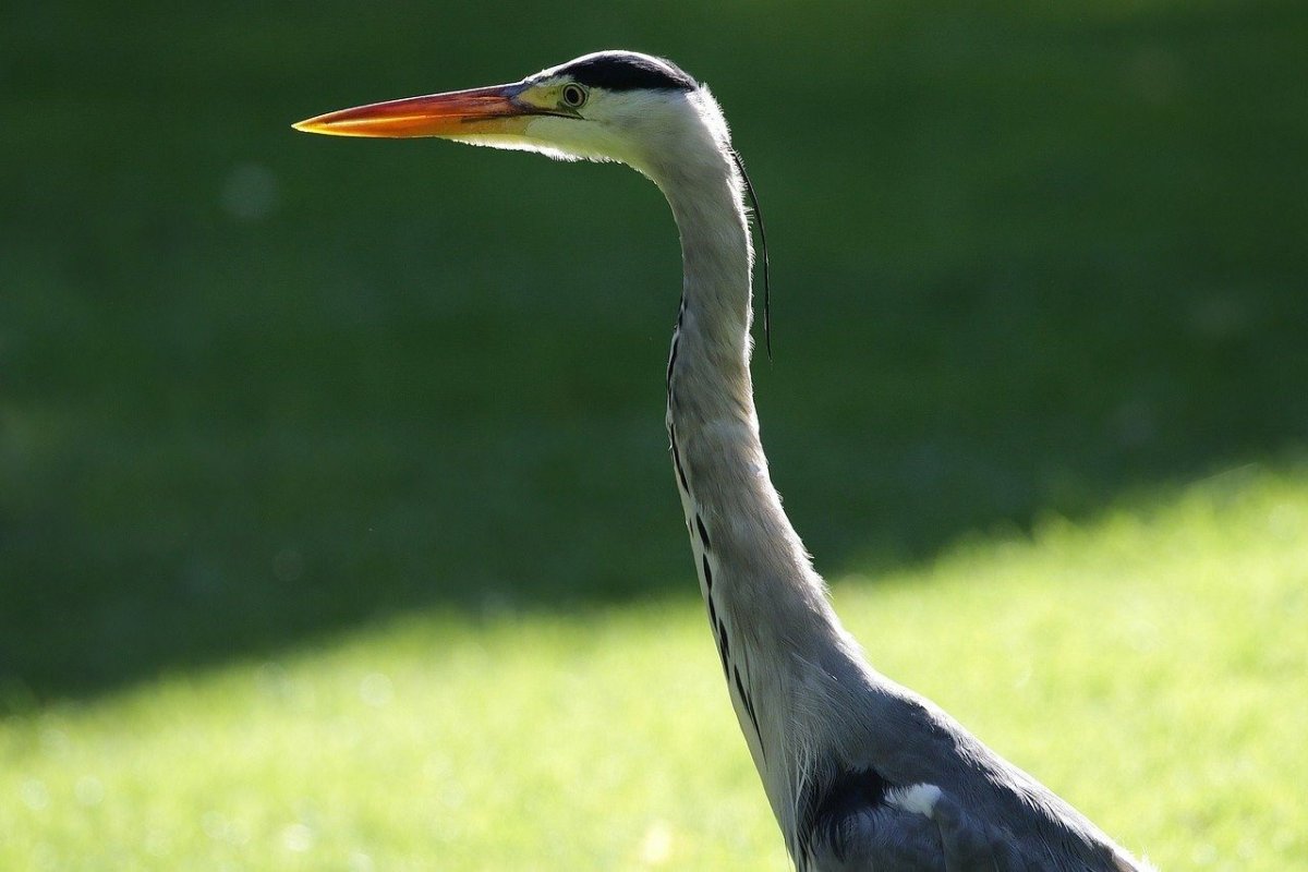 Цапля с длинной шеей