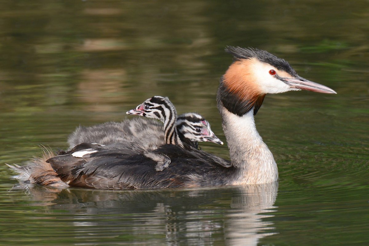 Утка нырок чомга