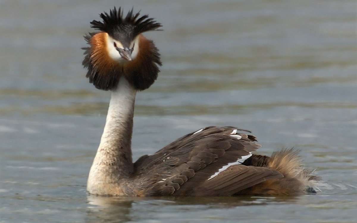 Поганка чомга птица