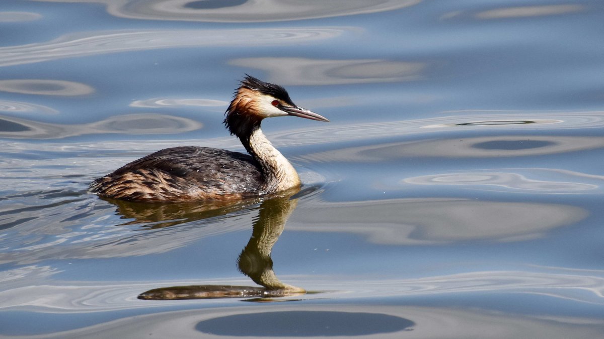 Поганка-чомга Черноморская