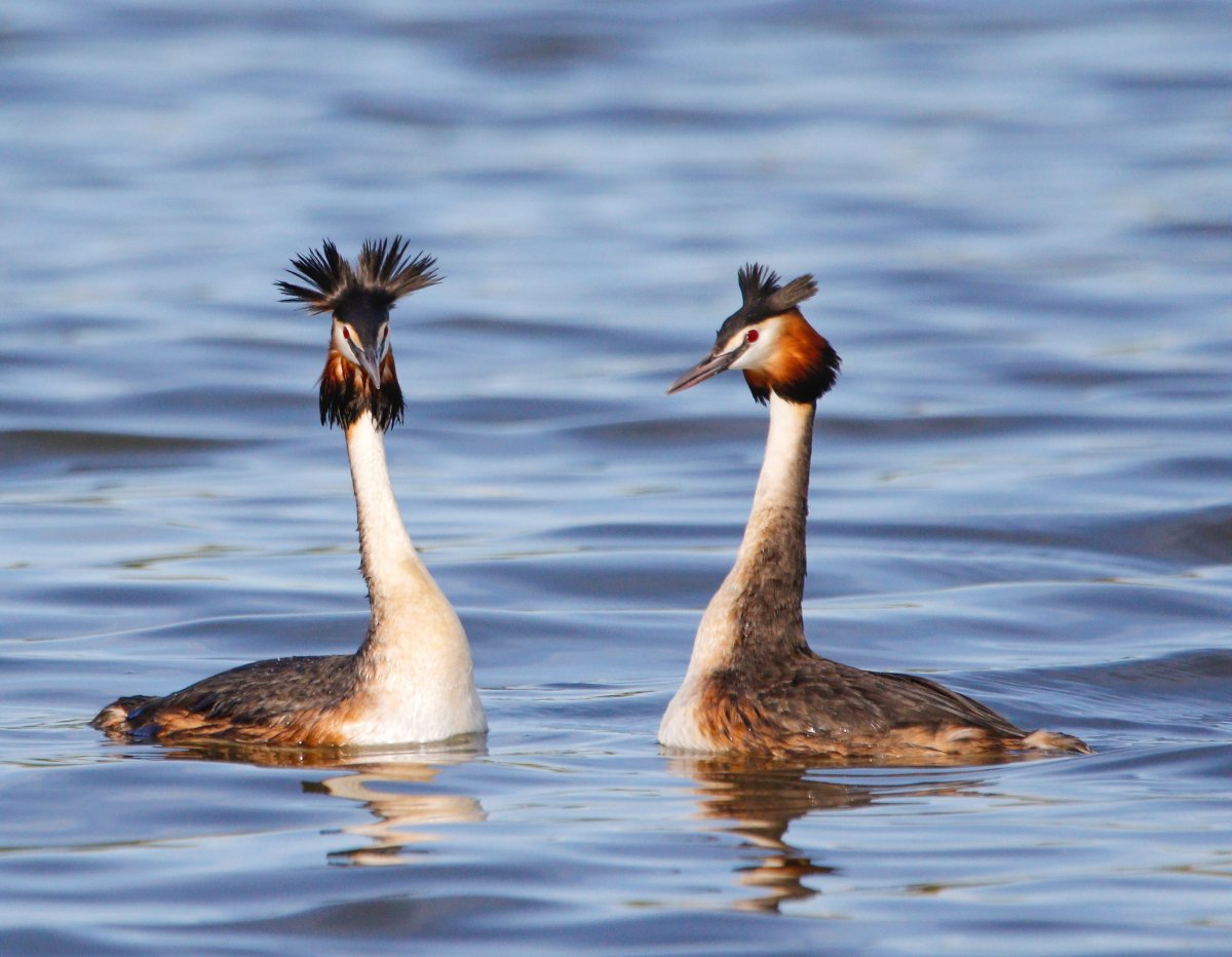 Самые в мире редкие птицы водоплавающие