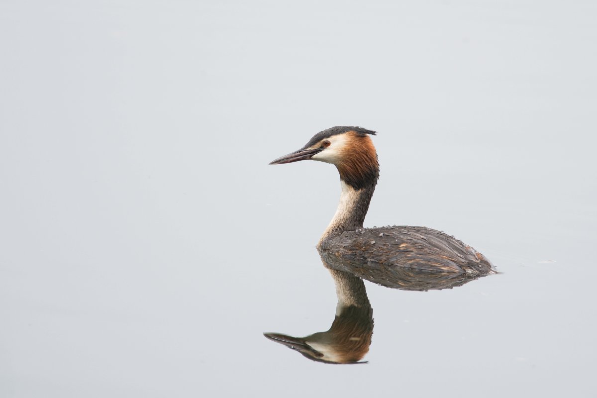 Большие водоплавающие птицы с длинной шеей