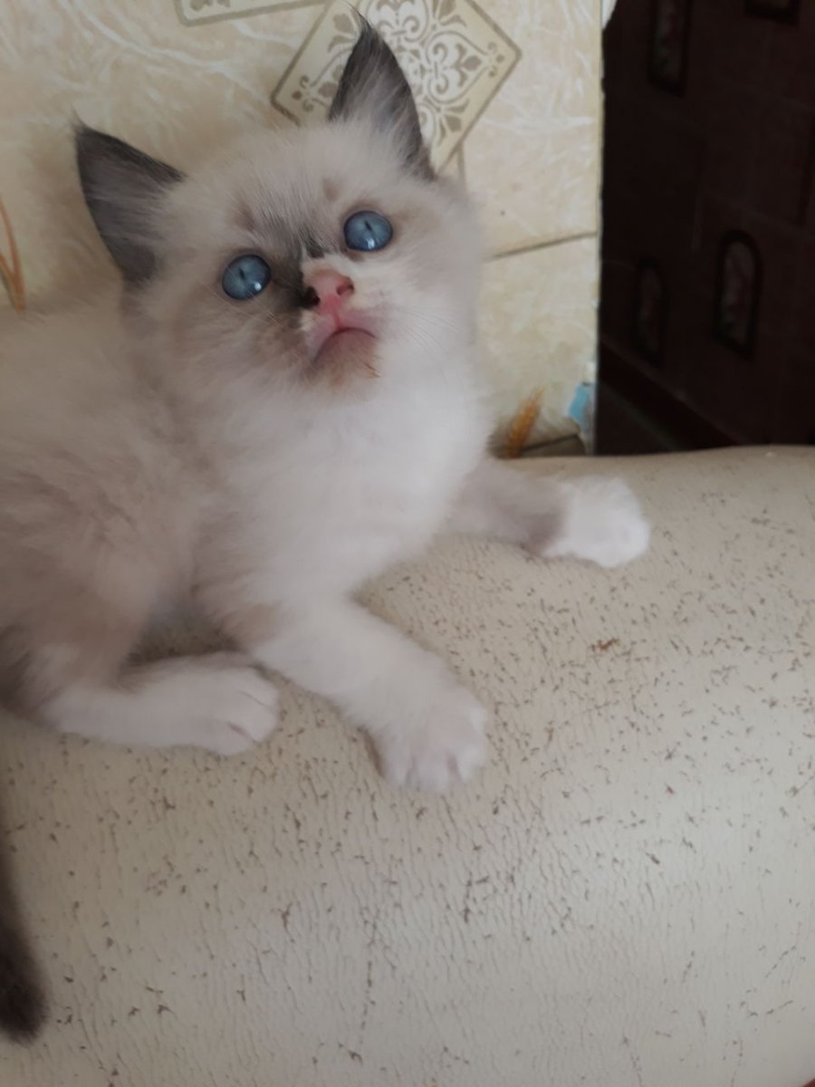 Невский маскарадный гладкошерстный