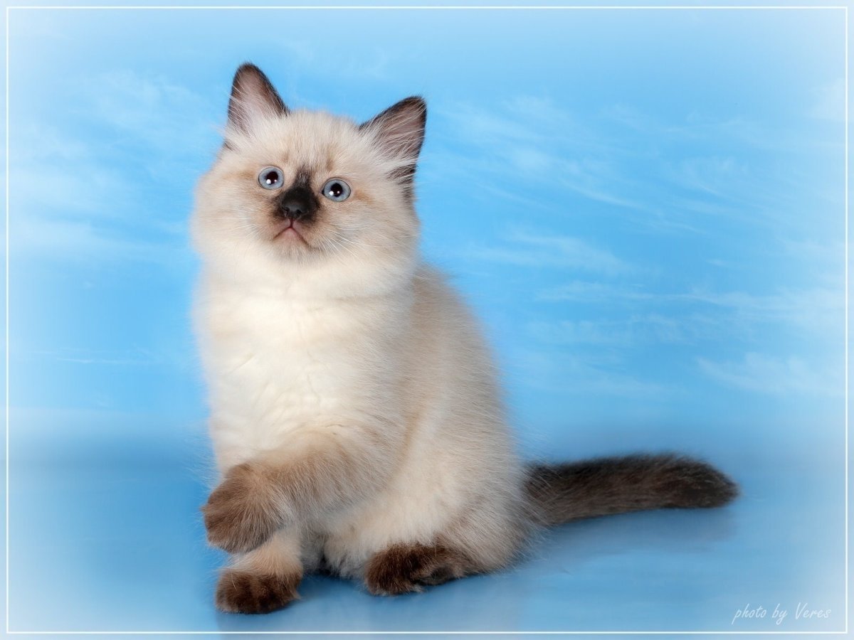 Невский маскарадный кот гладкошерстный