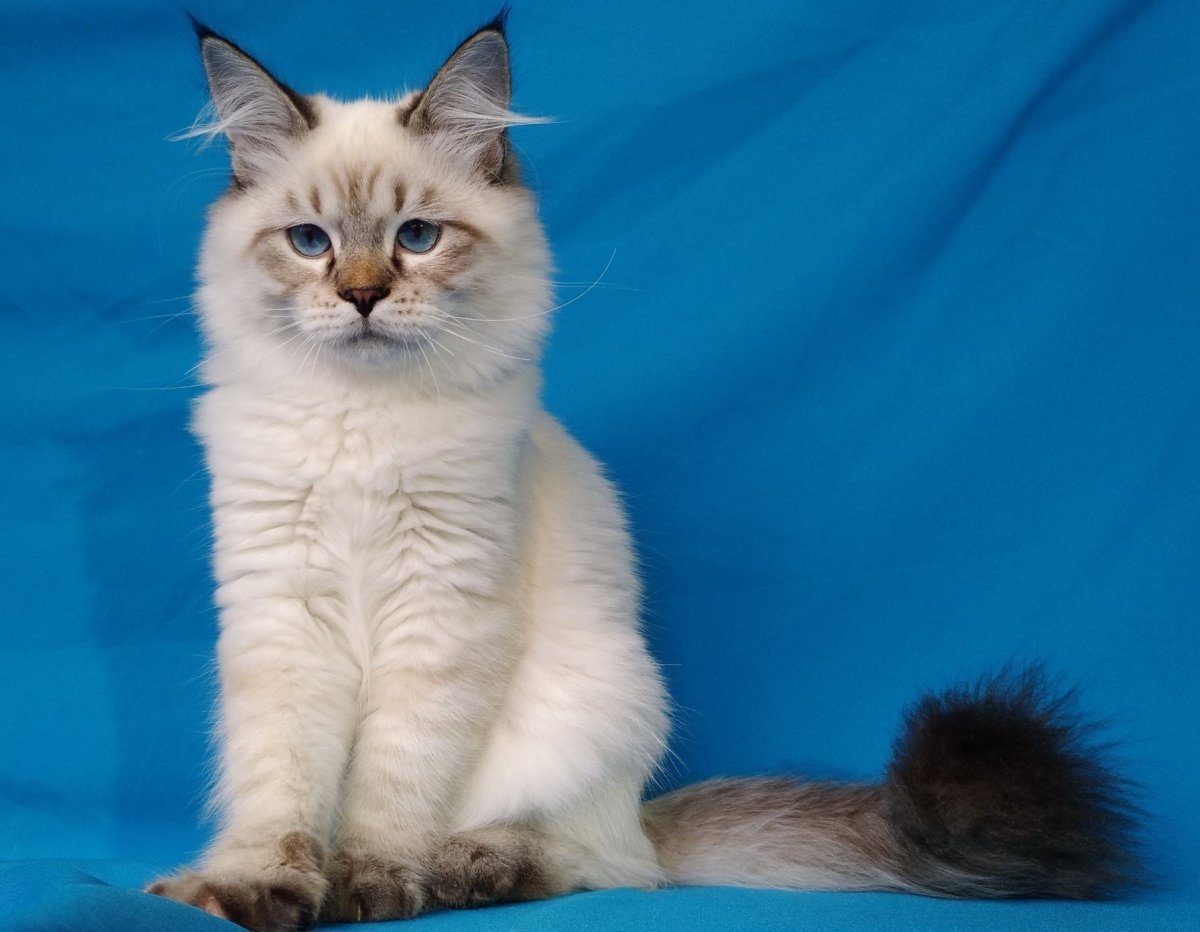 Невская маскарадная короткошерстная