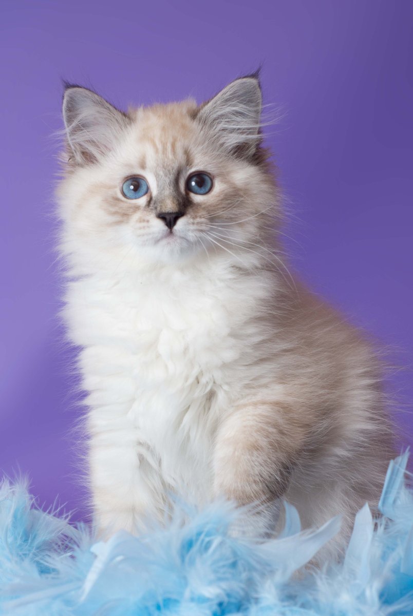 Невская маскарад... Кошка