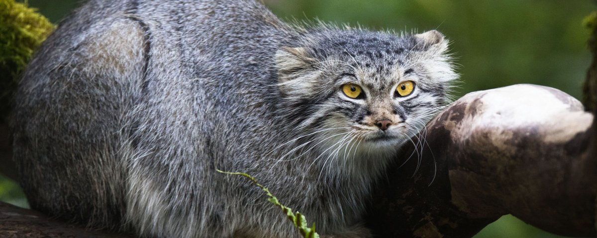 Камышовый кот Манул