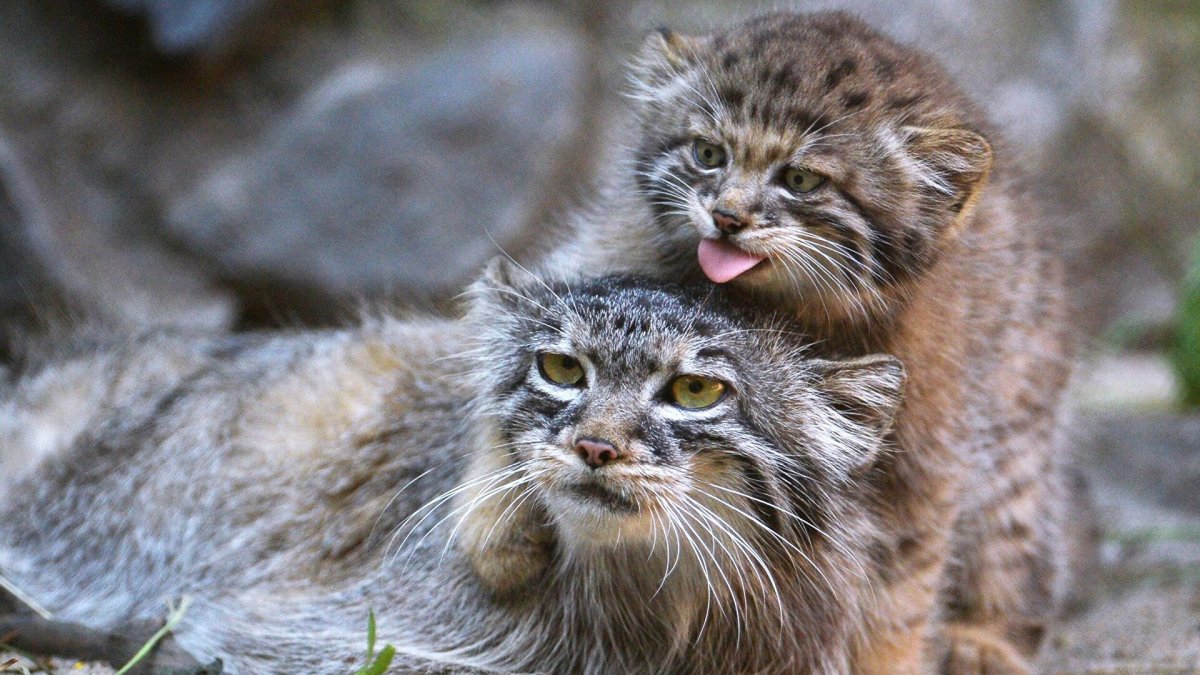 Дикая кошка Манул котята