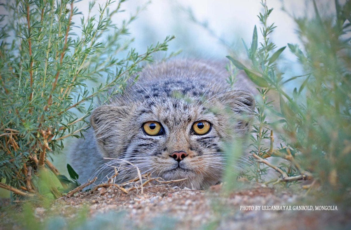 Манул обыкновенный