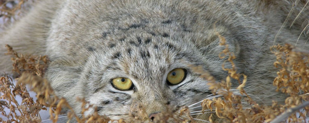 Манул картинки