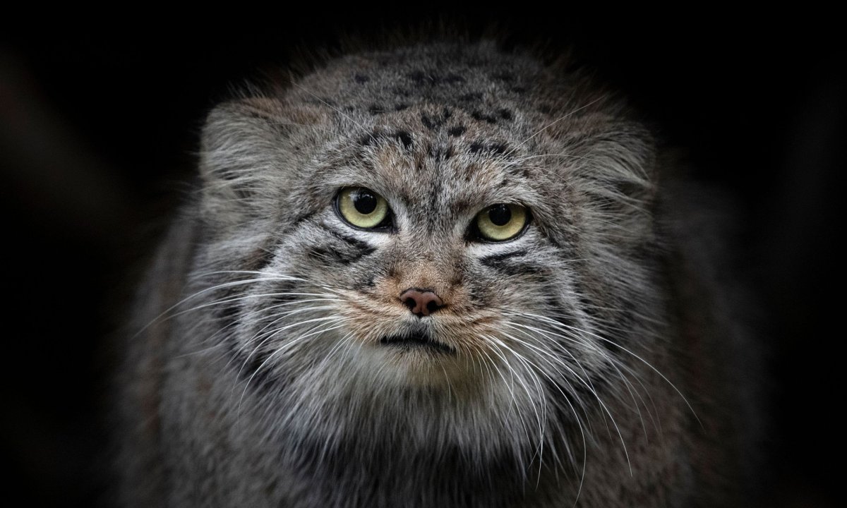 Манул (палласов кот)