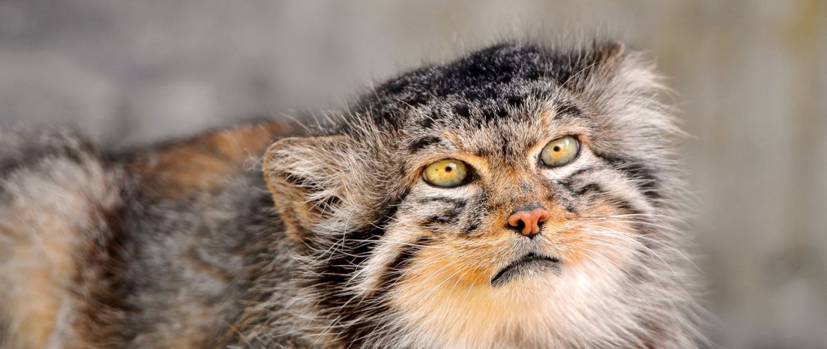 Обои на рабочий стол Манул