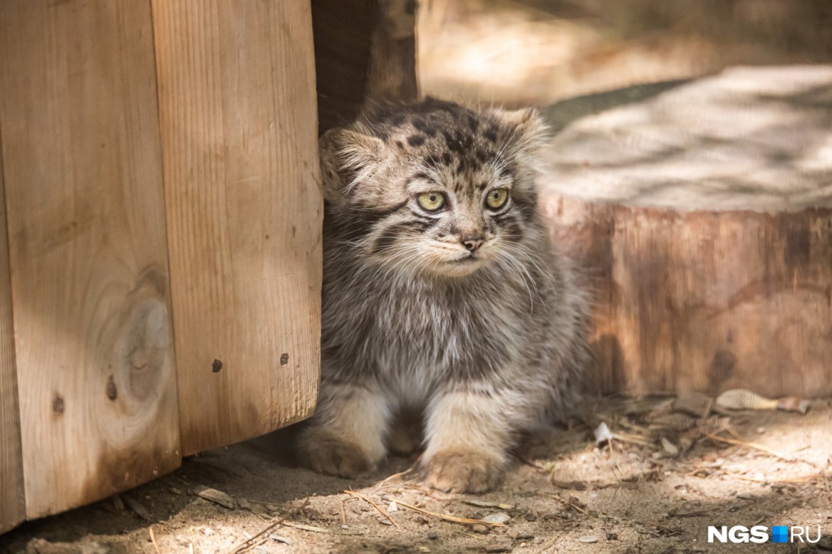 Манул котята