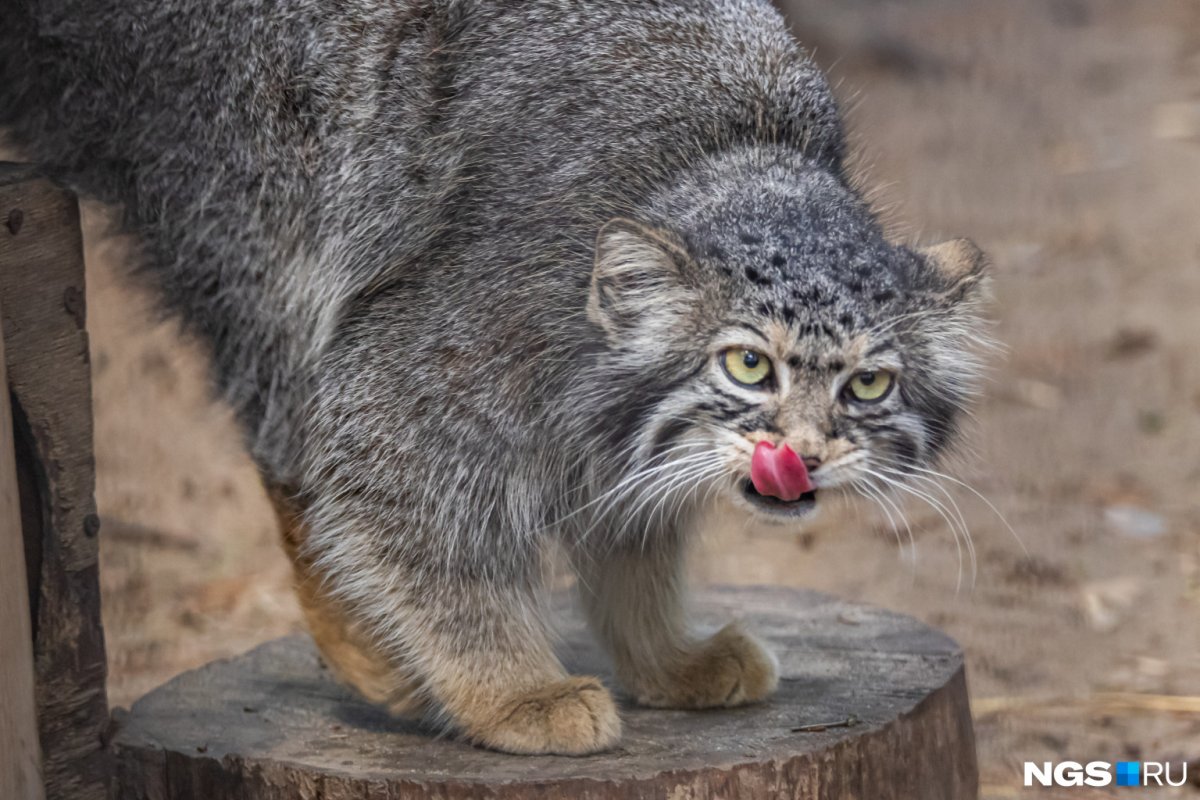 Кот Манул Московский зоопарк