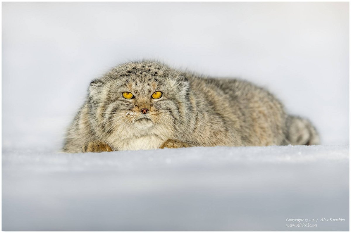 Степной кот Манул