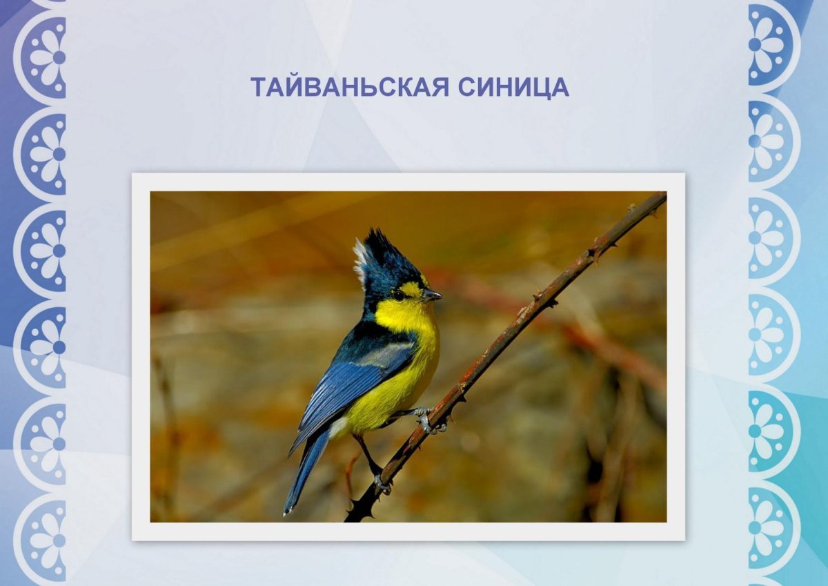 День синицы