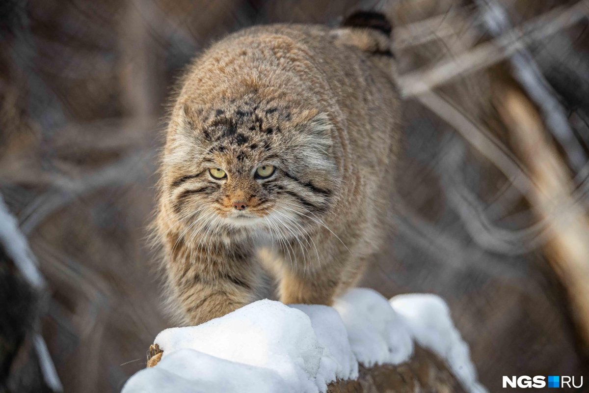 Манул Новосибирск