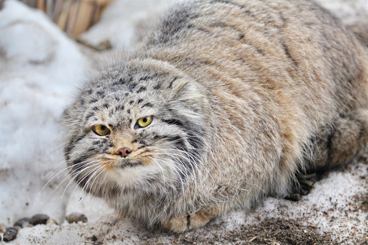 Тибетский Манул