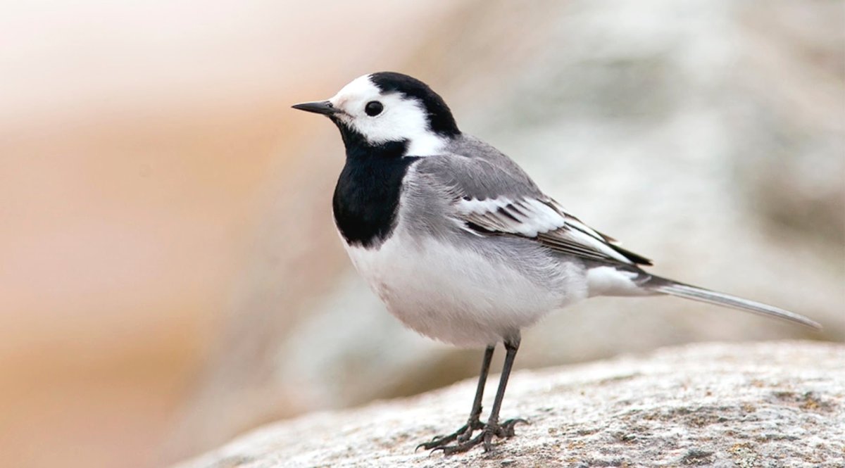 Белая трясогузка