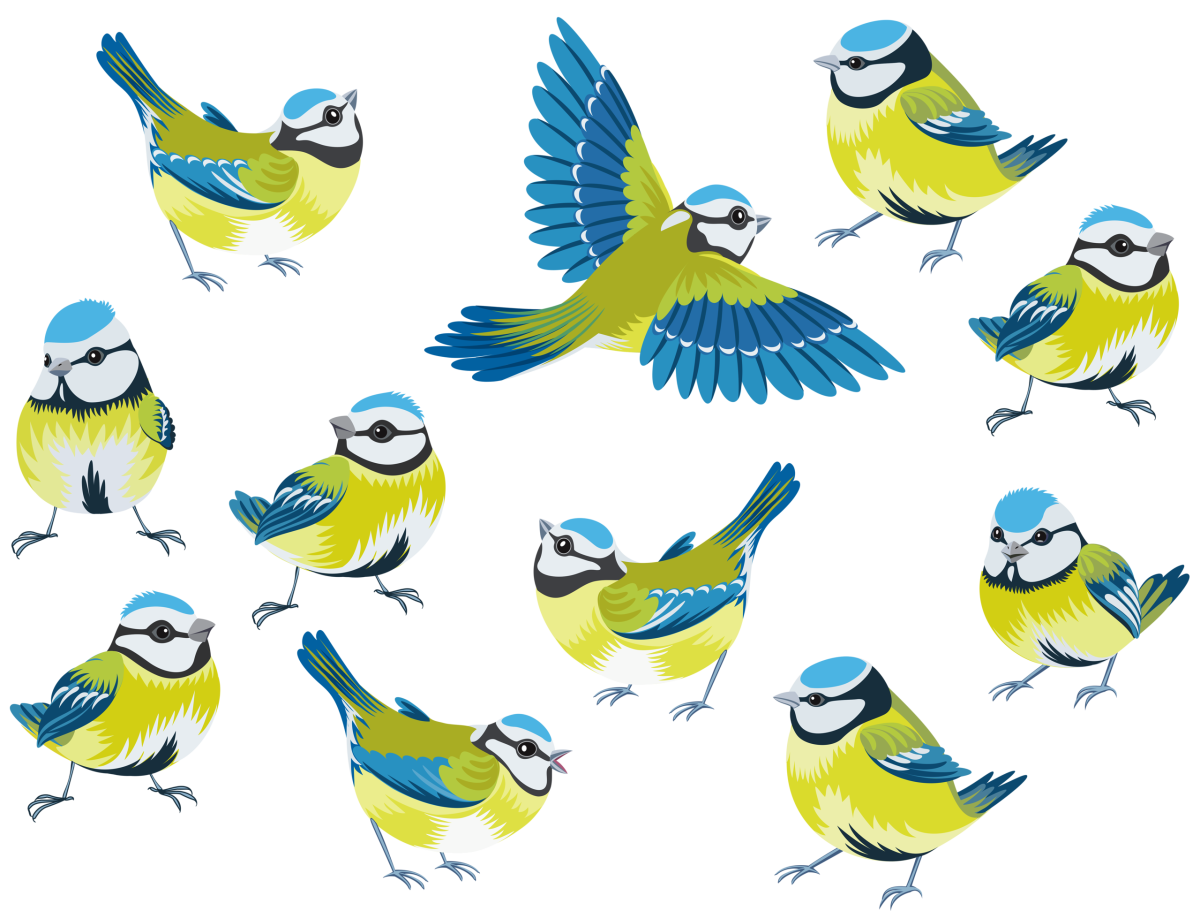 Синичка на белом фоне