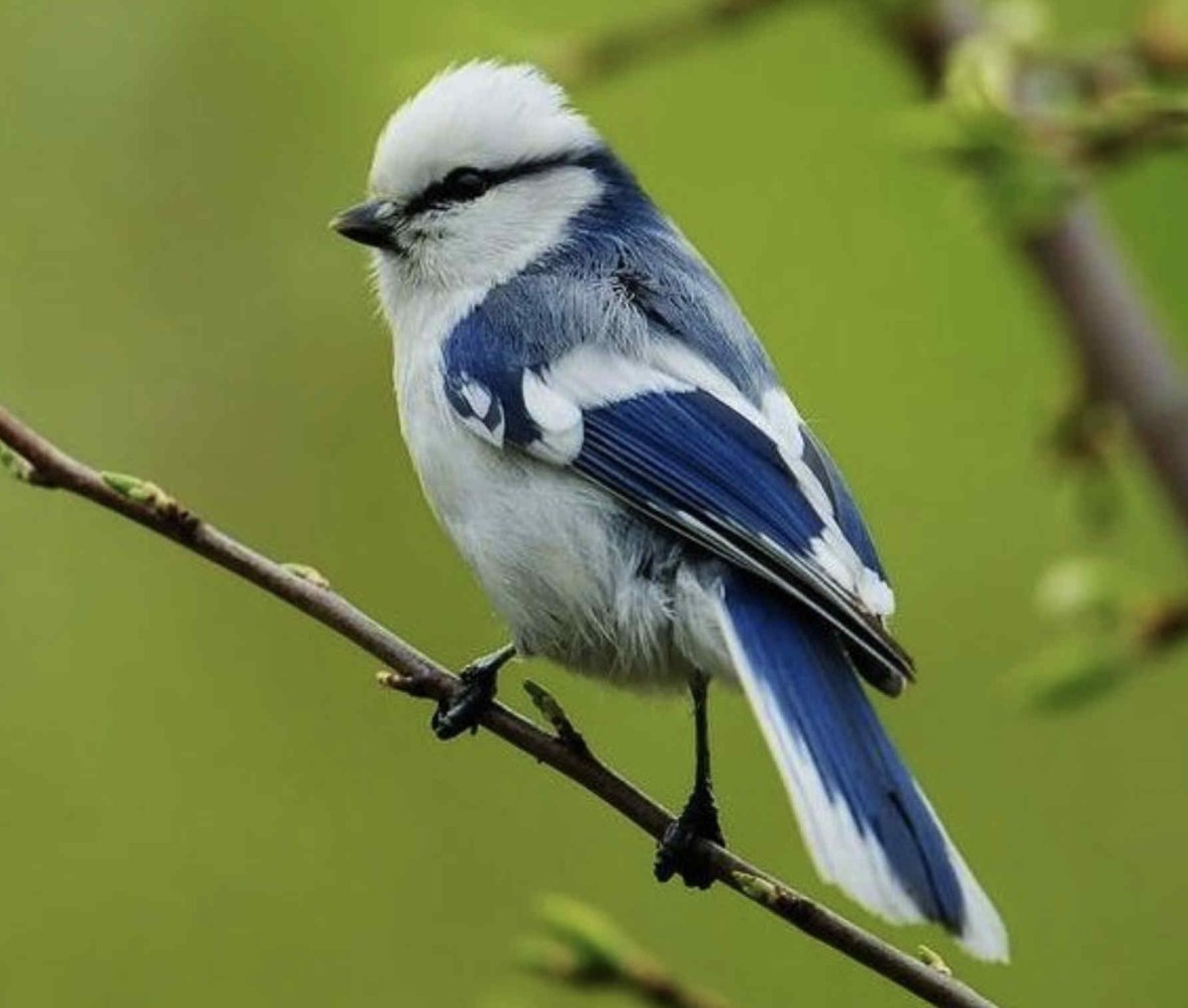 Синица Перелетная птица