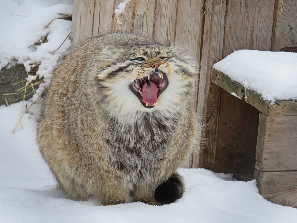 Манул Зеленогорск Новосибирский