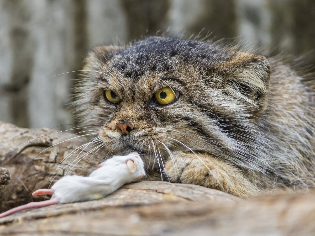 Горный кот Манул