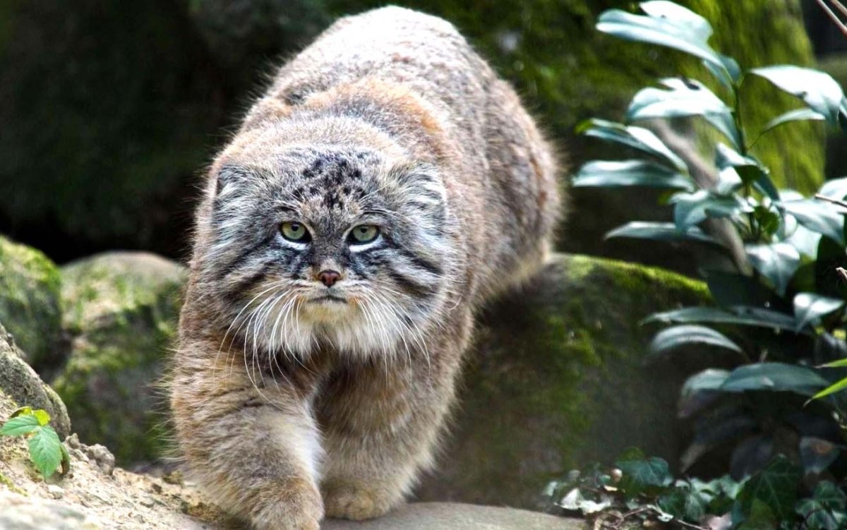 Манул (палласов кот)