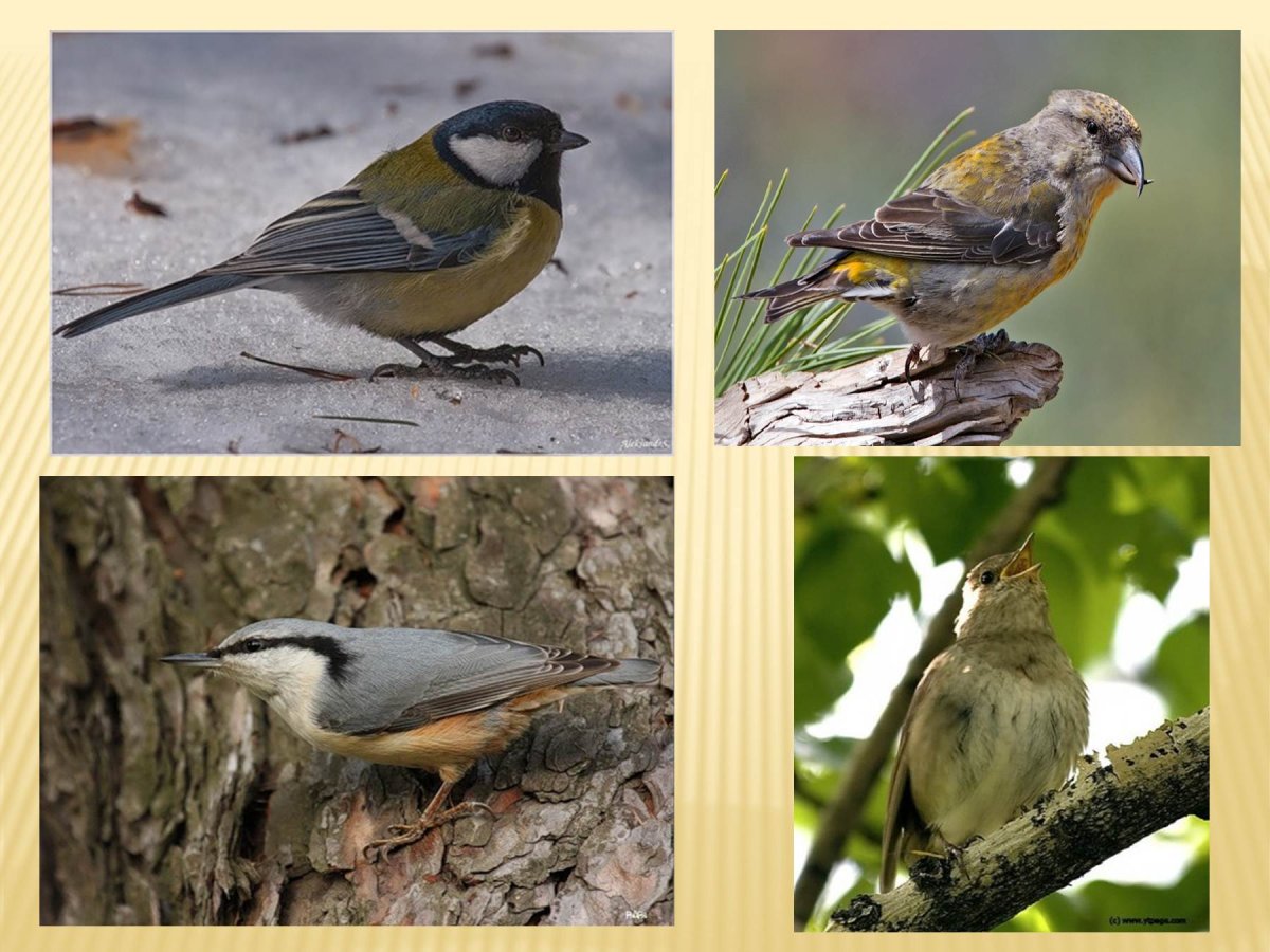 Синичка Перелетная птица или нет