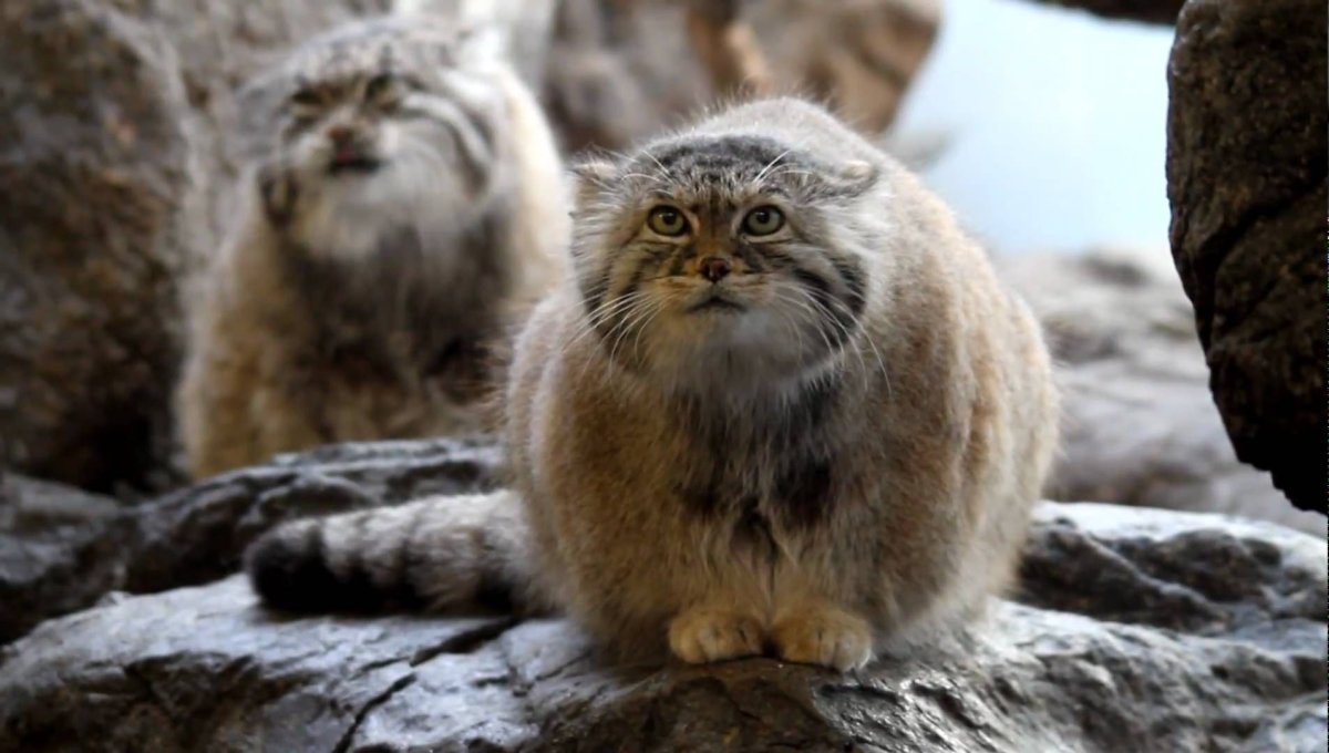 Манул Забайкальский