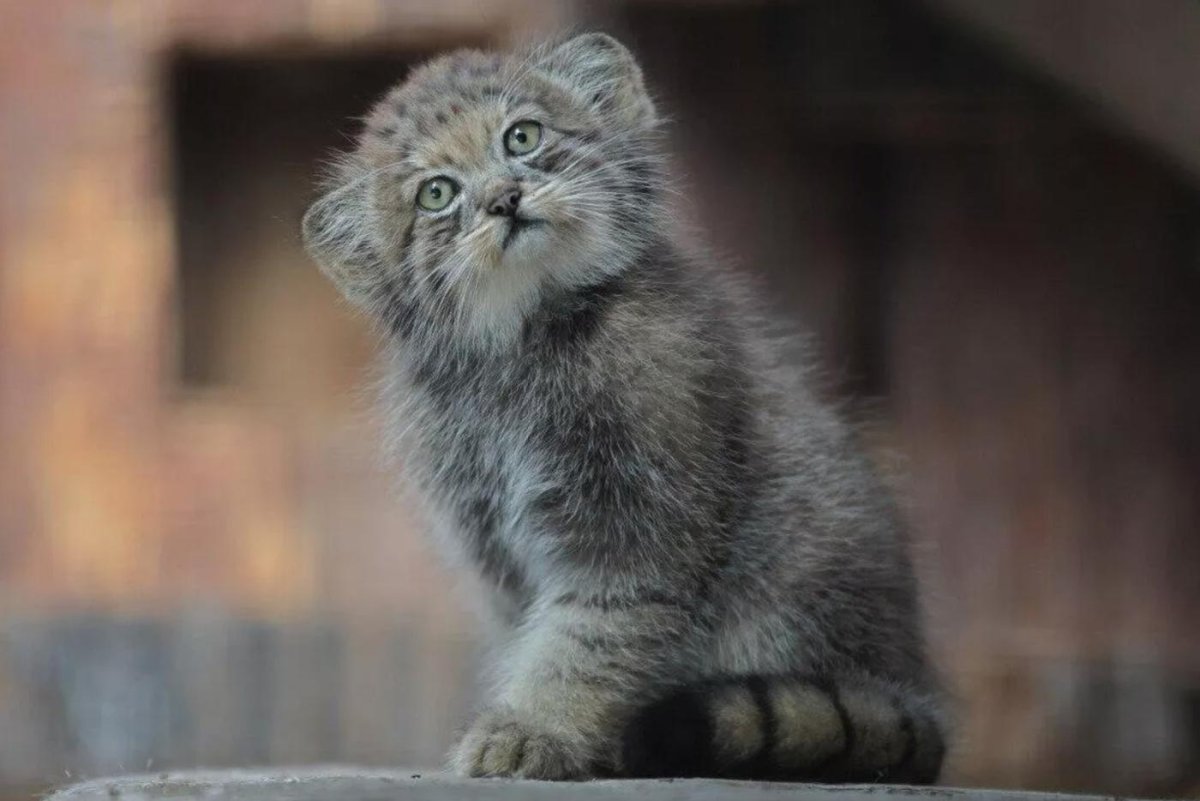 Ленинградский зоопарк Манул