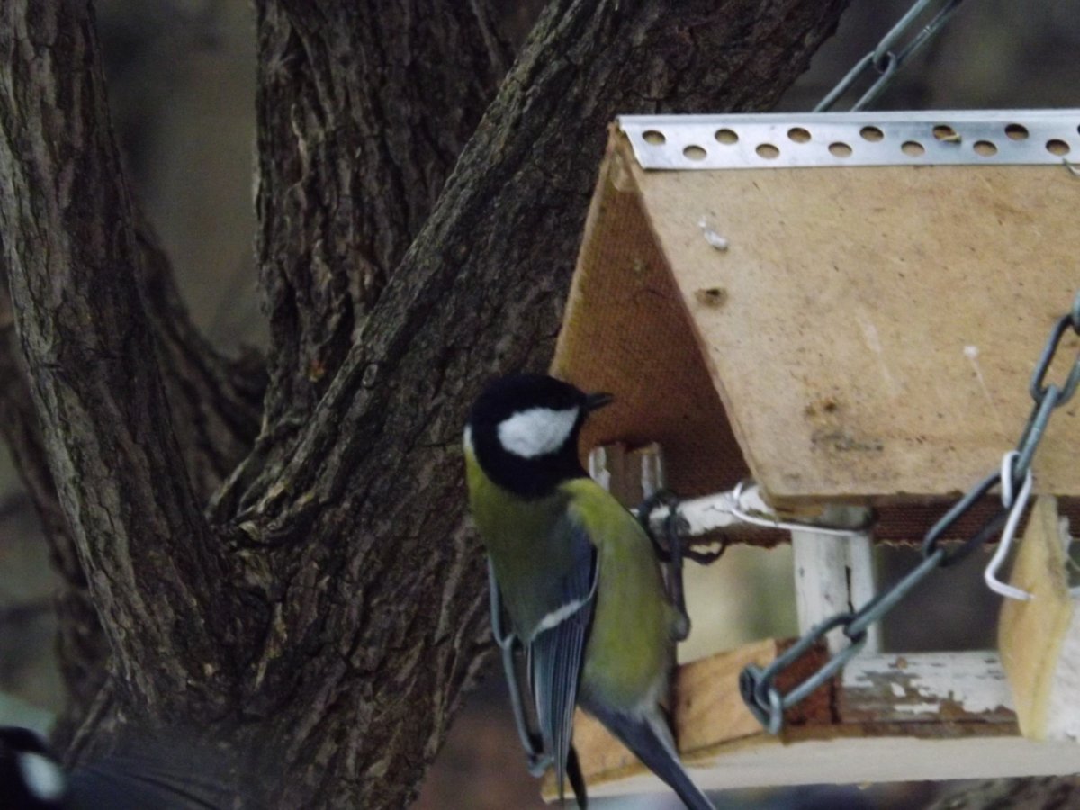 Необычные синицы