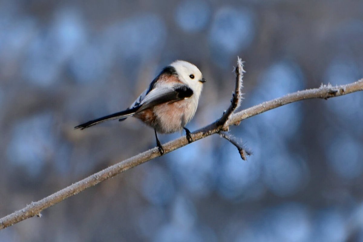 Пухляк птица