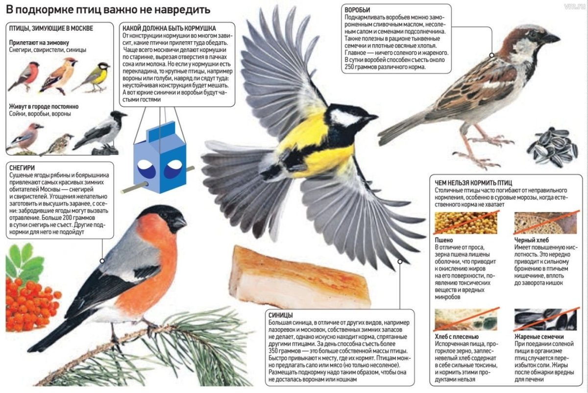 Памятка зимующие птицы