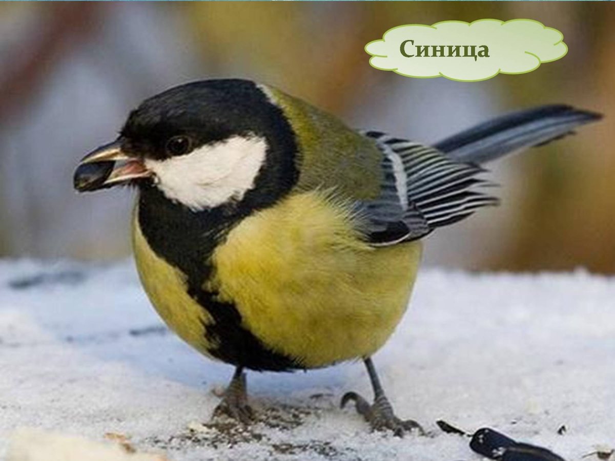 Зимующие птицы синица