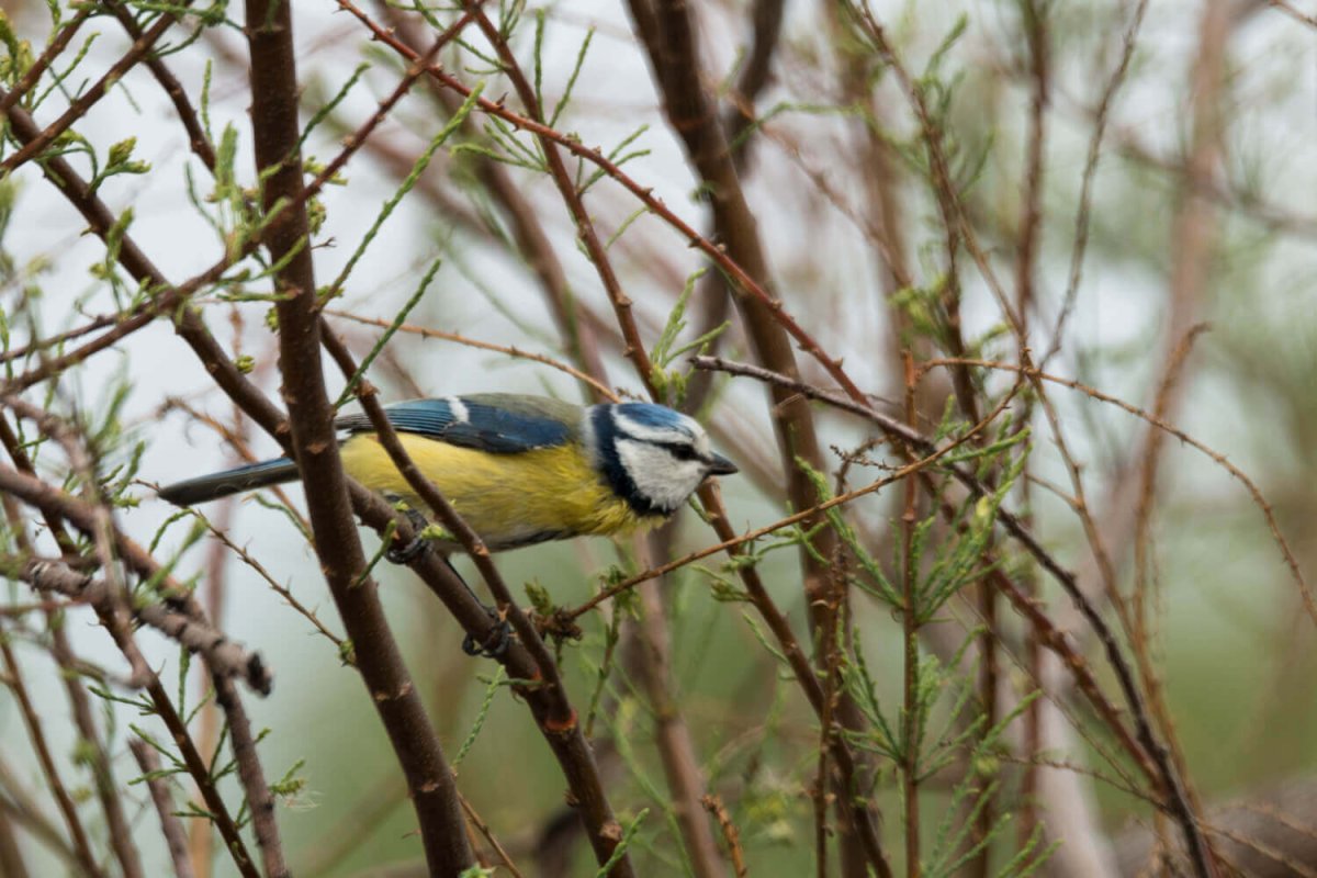 Синичка Перелетная птица