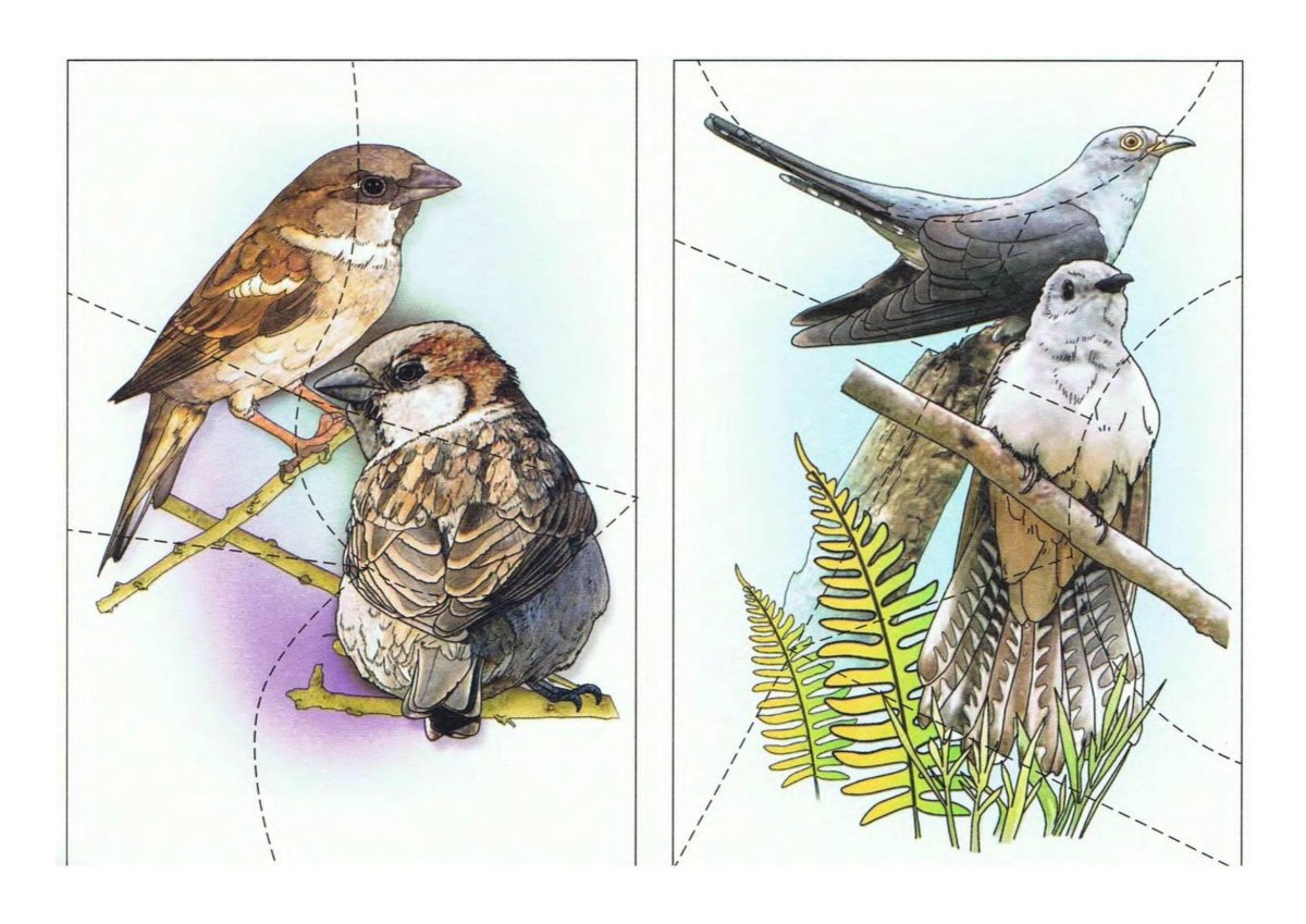 Разрезные пазлы для детей зимующие птицы