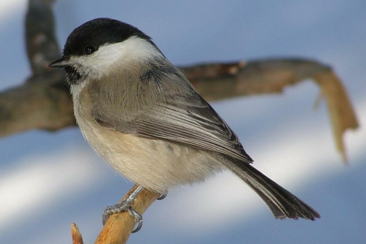 Синица гаичка пухляк