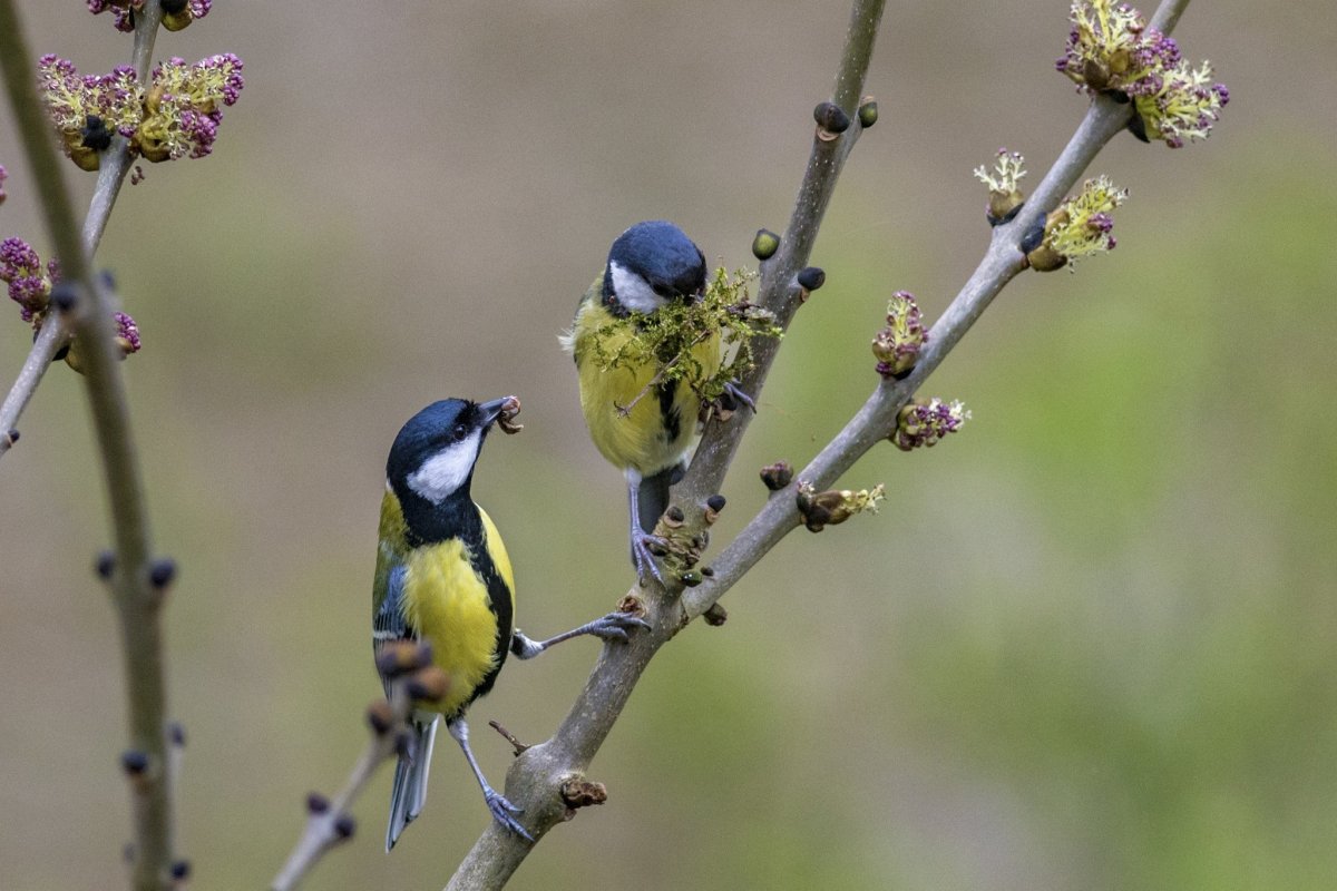 Зеленоспинная синица