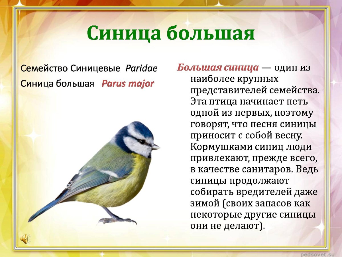 Информация о синице кратко