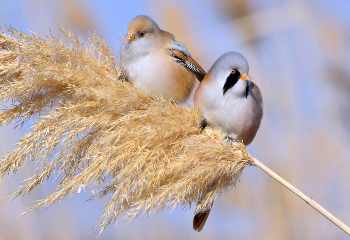 Усатая синица Астрахань