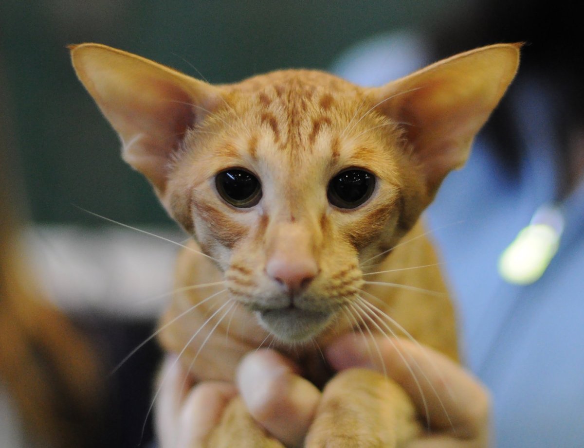 Ориентал Яванез рыжая